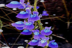 Utricularia reticulata